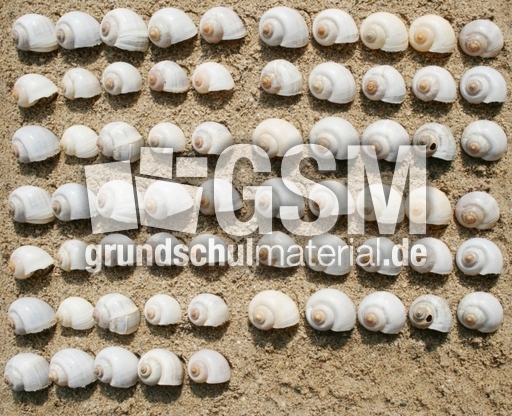 Schneckenhäuser-65.jpg